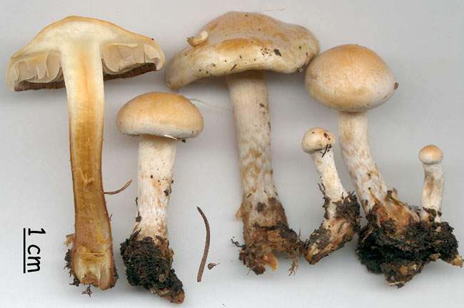 Hypholoma radicosum